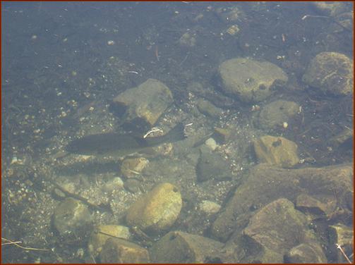 A Largemouth Bass on her nest, at our dock