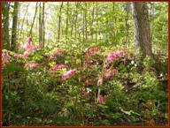 Wildflowers in our forest
